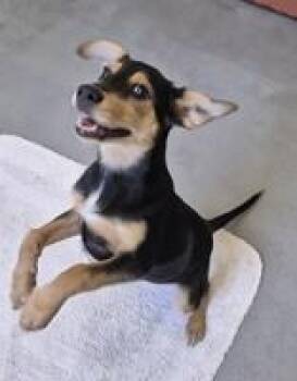 Rescue Hound Dogs for Adoption in Glasgow, Kentucky - Meadow | PetCurious