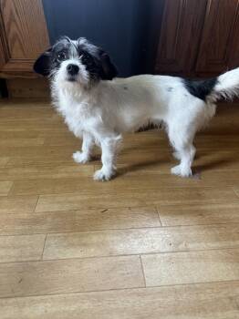 Ellie -  Chihuahua Dog for Adoption in Auburn, Pennsylvania - Ellie | PetCurious