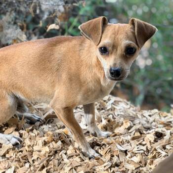 T.G. REAPER AKA TINY GRIM -  Chihuahua Dog for Adoption in Fosters, Alabama - T.G. REAPER AKA TINY GRIM | PetCurious