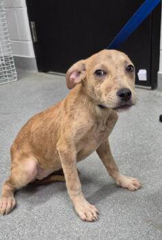Celeste -  Labrador Retriever Dog for Adoption in Chattanooga, Tennessee - Celeste | PetCurious