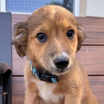 Cha Cha Chester -  American Bully and Dachshund Dog for Adoption in Pine Mountain Club, California - Cha Cha Chester | PetCurious