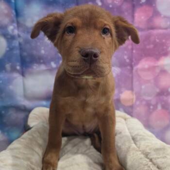 Smooshy -  Shar Pei and Mixed Breed Dog for Adoption in Fort Collins, Colorado - Smooshy | PetCurious