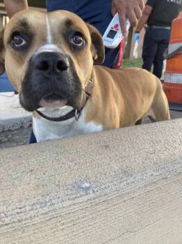 TRIGER -  Mixed Breed Dog for Adoption in Dallas, Texas - TRIGER | PetCurious