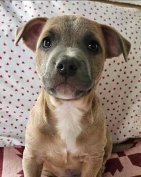 Pit Bull Terrier Dogs Available for Adoption in Washington, District Of Columbia - Babe Sammy | PetCurious
