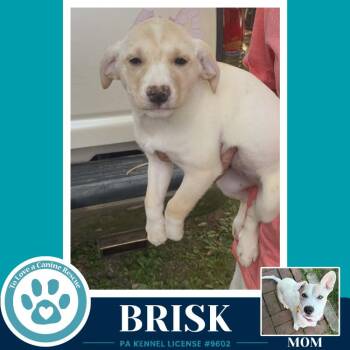 Labrador Retriever and Mixed Breed Dogs Available for Adoption in Kimberton, Pennsylvania - Brisk (Bonny