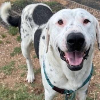 Rescue Great Pyrenees and Pointer Dogs for Adoption in Dripping Springs, Texas - Adonis | PetCurious
