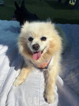 Pomeranian Dogs Available for Adoption in Mt. Juliet, Tennessee - Snickerdoodle | PetCurious