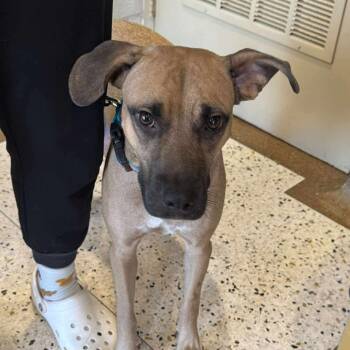 Rescue Black Mouth Cur and Pit Bull Terrier Dogs for Adoption in Spring Hill, Kansas - Pumpkin Pie | PetCurious