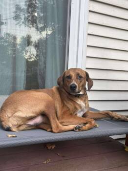 Redbone Coonhound Dogs Available for Adoption - Garbanzo Bean | PetCurious