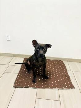 Bailey - 1 -  Pit Bull Terrier and Mixed Breed Dog for Adoption in Daytona Beach, Florida - Bailey - 1 | PetCurious