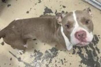 Valto -  Pit Bull Terrier and Mixed Breed Dog for Adoption in West Memphis, Arkansas - Valto | PetCurious