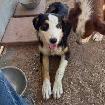 Ridley -  Australian Shepherd Dog for Adoption in Agua Dulce, California - Ridley | PetCurious