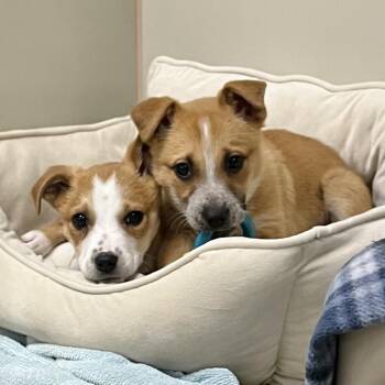 Cattle Dog Dogs Available for Adoption - Pink Lady | PetCurious