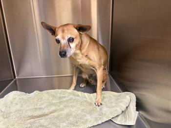 MR. NIBBLES -  Chihuahua and Mixed Breed Dog for Adoption in Tustin, California - MR. NIBBLES | PetCurious