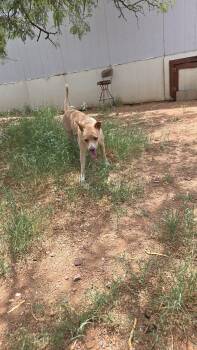 Wero -  Carolina Dog Dog for Adoption in Tucson, Arizona - Wero | PetCurious