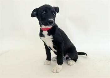 TIPPY -  Terrier Dog for Adoption in Brentwood, Missouri - TIPPY | PetCurious