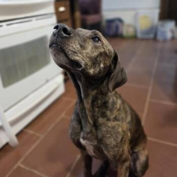 Harvest -  Mixed Breed Dog for Adoption in Asheville, North Carolina - Harvest | PetCurious