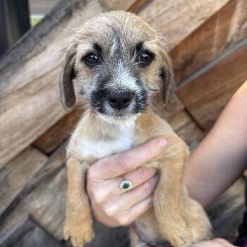 Twix -  Terrier and Miniature Dachshund Dog for Adoption in San Diego, California - Twix | PetCurious
