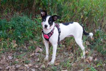 Bessie -  Cattle Dog and Mixed Breed Dog for Adoption in Savage, Minnesota - Bessie | PetCurious