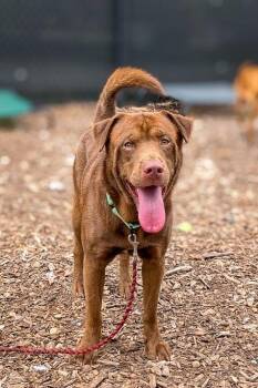 Peanut Butter Baby -  Mixed Breed Dog for Adoption in Cincinnati, Ohio - Peanut Butter Baby | PetCurious