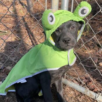 Black Labrador Retriever and Mixed Breed Dogs Available for Adoption in Enfield, New Hampshire - Basil | PetCurious