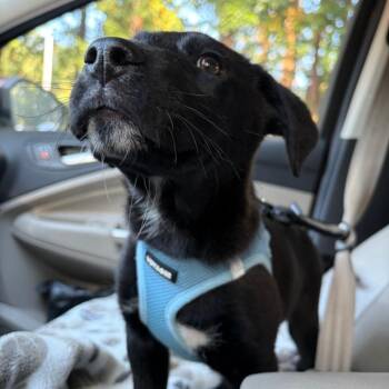 Licorice -  Black Labrador Retriever Dog for Adoption in Raleigh, North Carolina - Licorice | PetCurious