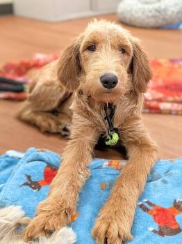 Rosilyn -  Goldendoodle Dog for Adoption in Mauston, Wisconsin - Rosilyn | PetCurious