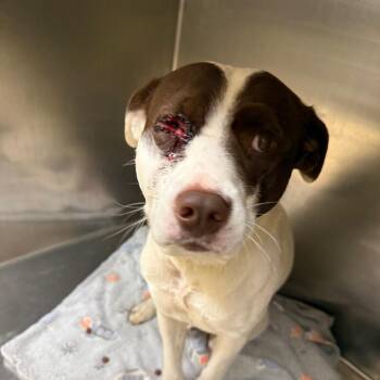 Vladimir -  Mixed Breed Dog for Adoption in Winston-salem, North Carolina - Vladimir | PetCurious