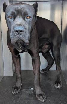 PABLO -  Cane Corso Dog for Adoption in Ontario, California - PABLO | PetCurious