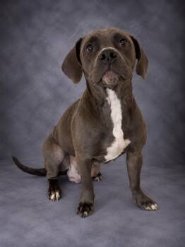 RAINA -  American Bulldog and Mixed Breed Dog for Adoption in Winter Haven, Florida - RAINA | PetCurious