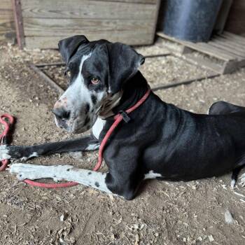 Cheyenne -  Great Dane Dog for Adoption in Anahuac, Texas - Cheyenne | PetCurious
