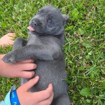 Swan -  Schnoodle and Pit Bull Terrier Dog for Adoption in Grand Rapids, Michigan - Swan | PetCurious