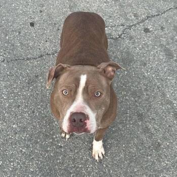 Pit Bull Terrier and Mixed Breed Dogs Available for Adoption - Brown Sugar | PetCurious