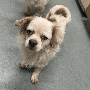 Jetson -  Mixed Breed Dog for Adoption in Houston, Texas - Jetson | PetCurious