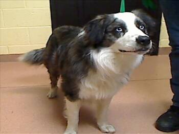 Border Collie and Australian Shepherd Dogs Available for Adoption in Cookeville, Tennessee - BALOO | PetCurious