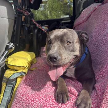 BC- Blue -  Pit Bull Terrier Dog for Adoption in Idaho Falls, Idaho - BC- Blue | PetCurious