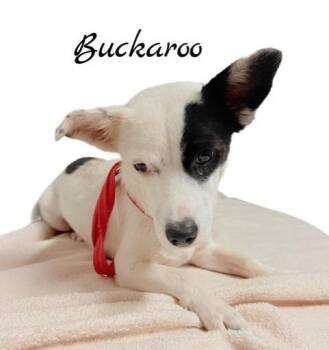 Buckaroo -  Rat Terrier Dog for Adoption in Tulsa, Oklahoma - Buckaroo | PetCurious