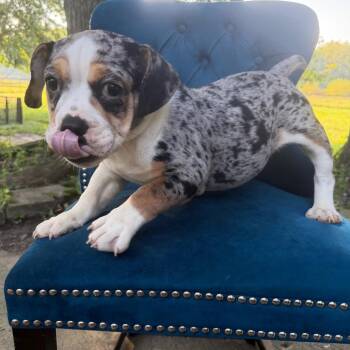 Bea -  Beagle and English Bulldog Dog for Adoption in Northbrook, Illinois - Bea | PetCurious