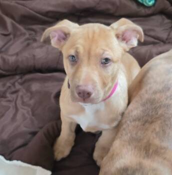 Pit Bull Terrier and Staffordshire Bull Terrier Dogs Available for Adoption in Columbia, Illinois - Peaches | PetCurious