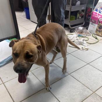 Voltzmar -  Mixed Breed Dog for Adoption in Savannah, Georgia - Voltzmar | PetCurious
