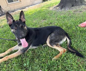 Lancer -  German Shepherd Dog Dog for Adoption in Dallas, Texas - Lancer | PetCurious