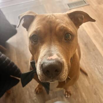 Rescue Pit Bull Terrier Dogs for Adoption in Washougal, Washington - Mushroom | PetCurious