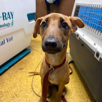 Tootsie -  Mixed Breed Dog for Adoption in Wahiawa, Hawaii - Tootsie | PetCurious
