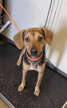 CODY -  Beagle and Chihuahua Dog for Adoption in Ontario, California - CODY | PetCurious