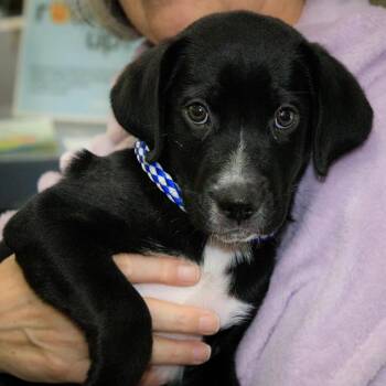 Appt. Pending - Forrest -  Labrador Retriever and Mixed Breed Dog for Adoption in Versailles, Kentucky - Appt. Pending - Forrest | PetCurious