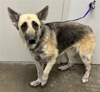 Rescue German Shepherd Dog Dogs for Adoption in Rosenberg, Texas - HARLEY | PetCurious