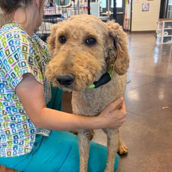 Poodle and Mixed Breed Dogs Available for Adoption in Nashville, Tennessee - O