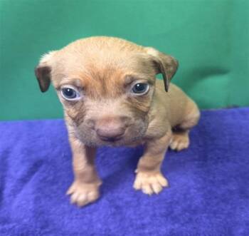 Mixed Breed Dogs Available for Adoption - FRANCIS | PetCurious