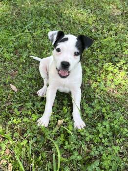 Terrier Dogs Available for Adoption in Greensboro, Georgia - Lily | PetCurious