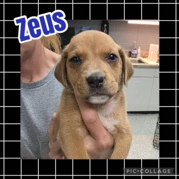 Zeus -  Hound and Labrador Retriever Dog for Adoption in Ringwood, New Jersey - Zeus | PetCurious